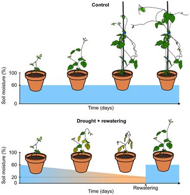 High-throughput phenotyping reveals multiple drought responses of wild and cultivated Phaseolinae beans